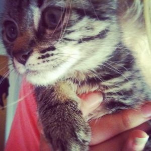 Meet your Posher, Jasper